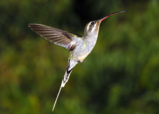 Proyecto Hummingbird Peru Travel